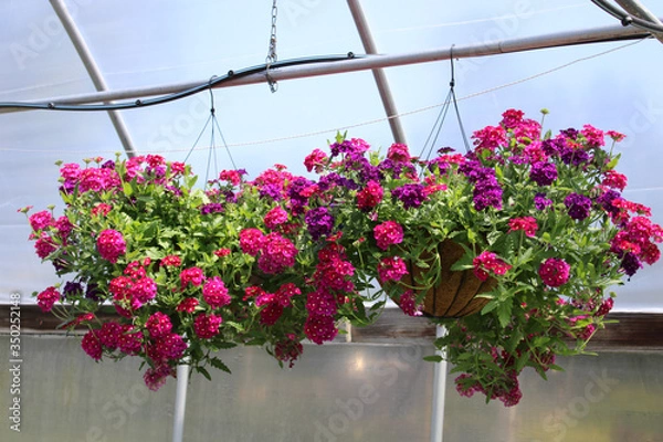 Obraz Colorful Hanging Baskets 