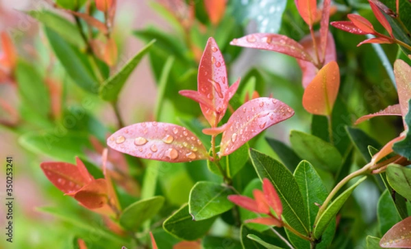 Fototapeta Christina leaves(Syzygium australe), Red leaf with blurred background, Spring Summer bright garden.After the rain. Stop the dew on the leaves.