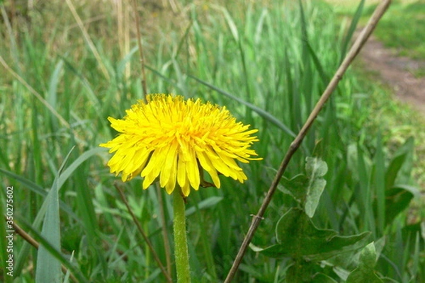 Obraz ein Lowenzahn.