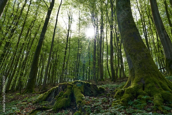 Fototapeta beautiful german beech forest, green landscape with beech trees in a forest in summer, sunbeams pour through trees in forest with big roots, germany, island Rügen, walk through a forrest in a morning