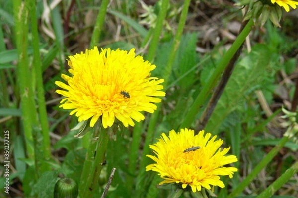 Obraz Die Löwenzahn.
