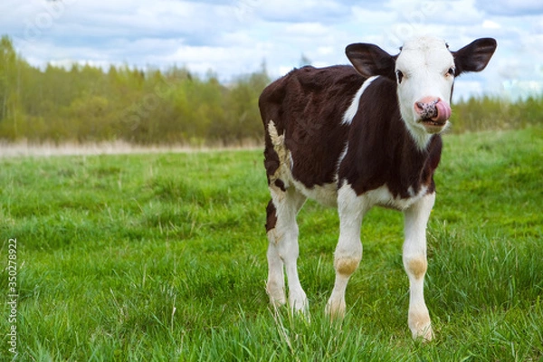 Obraz a funny black-and-white calf with a spotted nose and tongue on the green grass. looks at the camera
