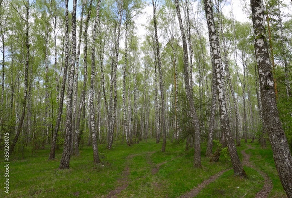 Fototapeta Birch trees woods