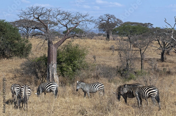 Obraz zebras under baobabs