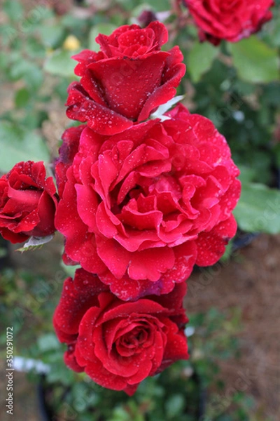 Obraz Red Rose