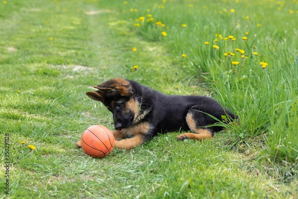 Fototapeta German shepherd puppy playing in the grass with a ball