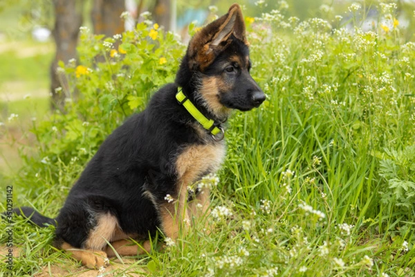 Fototapeta close-up portrait of a German shepherd puppy in the grass