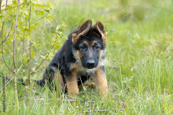 Fototapeta portrait of a German shepherd price tag on a green ragged background
