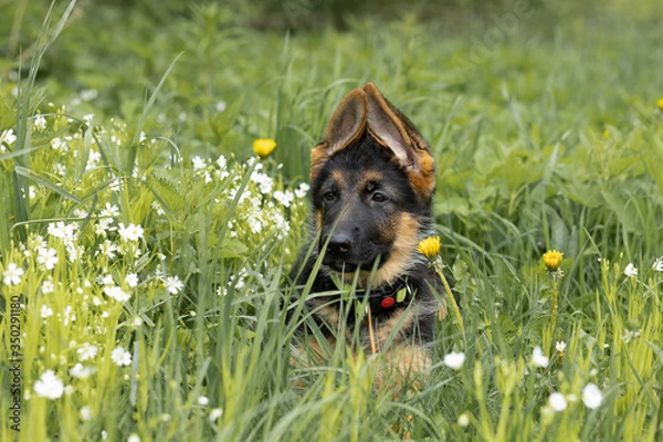 Fototapeta portrait of a German shepherd price tag on a green ragged background