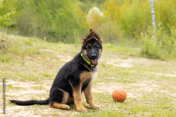 Fototapeta German shepherd puppy sitting next to a toy ball on a background of green landscape