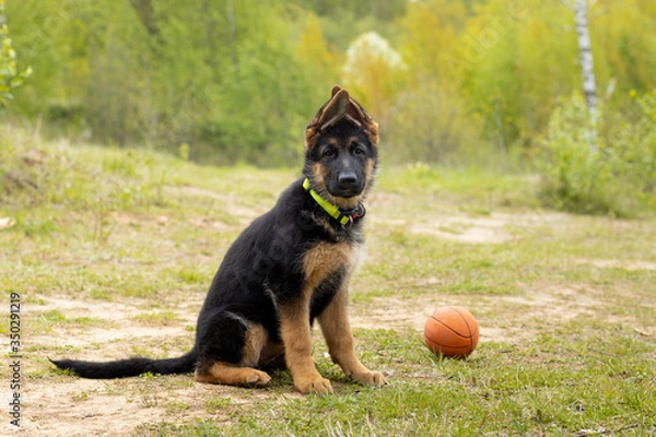 Fototapeta German shepherd puppy sits next to a toy ball on a background of spring greenery. Mouth closed