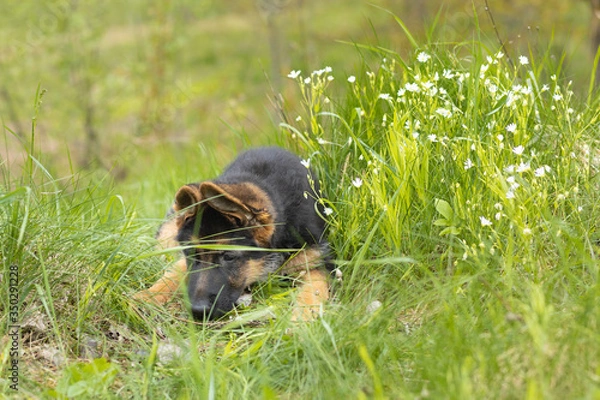 Fototapeta Closeup portrait of a German shepherd puppy lying in the softly green spring grass