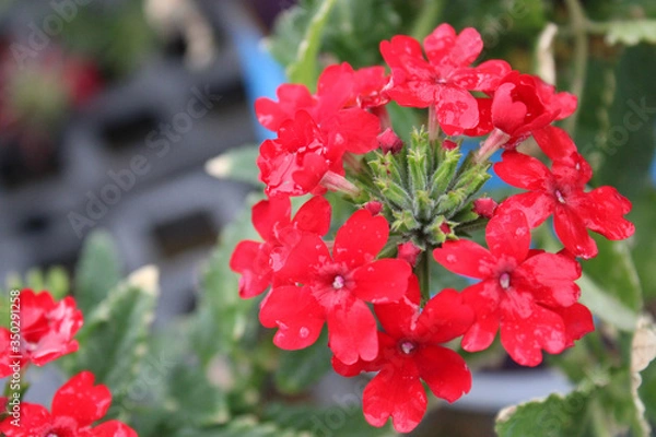 Obraz Red Flower