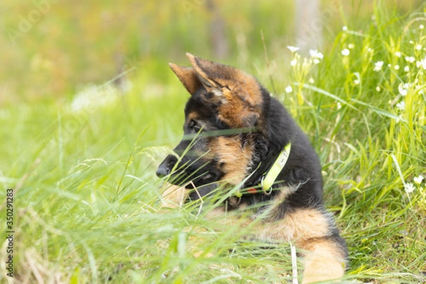 Fototapeta Closeup portrait of a German shepherd puppy lying in the softly green spring grass
