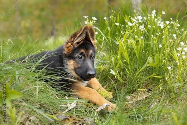 Fototapeta Closeup portrait of a German shepherd puppy lying in the softly green spring grass