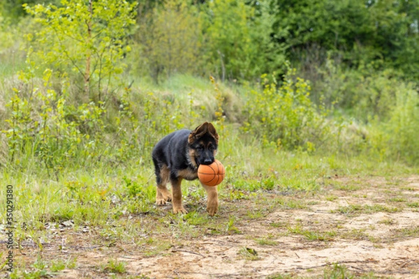 Fototapeta German shepherd puppy has fun playing in a mach
