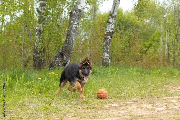 Fototapeta German shepherd puppy has fun playing in a mach
