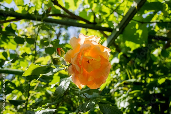 Obraz butterfly on a flower