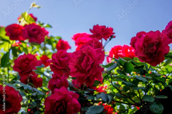 Obraz red and yellow flowers