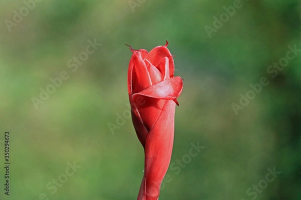 Obraz Bud of a torch ginger