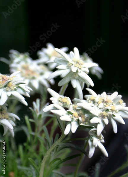 Obraz edelweis over black