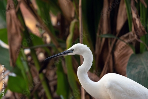 Fototapeta Portrait of a little egret
