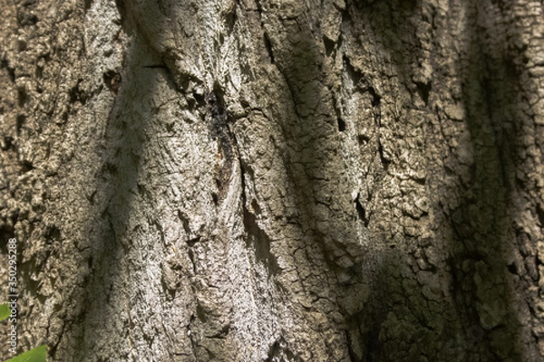 Obraz tree bark texture