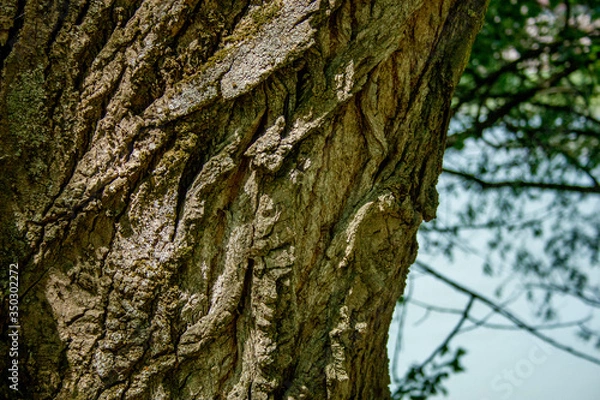 Obraz bark of a tree