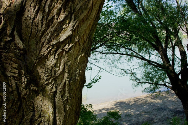 Obraz tree in the park