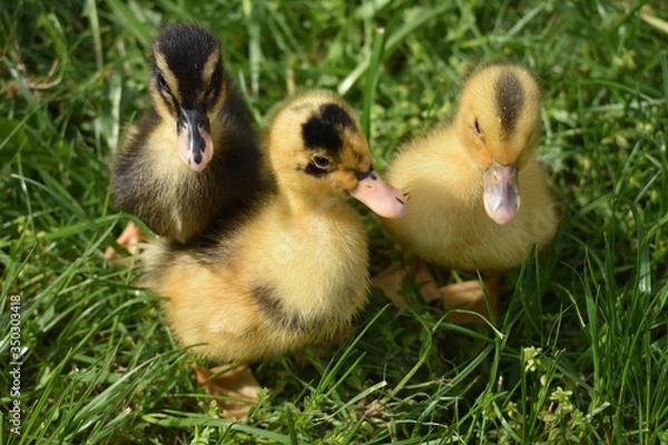 Obraz Ducklings in the green grass.