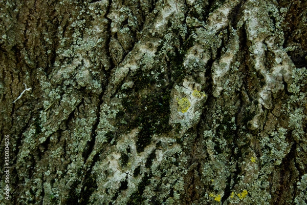 Obraz tree bark texture