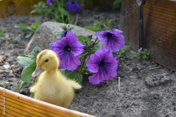 Obraz Yellow duckling near the flowers.