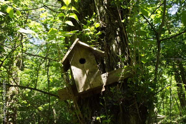 Obraz birdhouse on tree