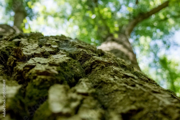 Obraz tree with moss
