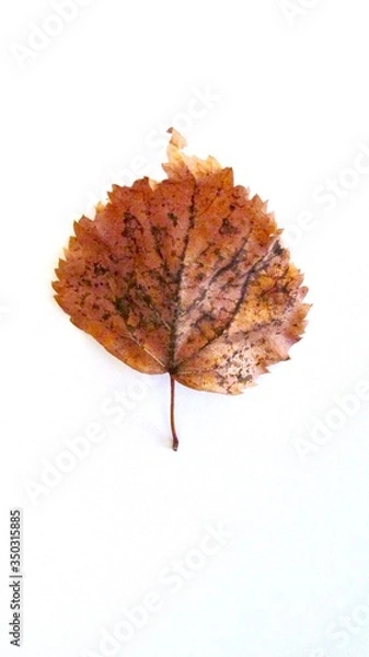 Fototapeta speckled auburn autumn leaf isolated on white