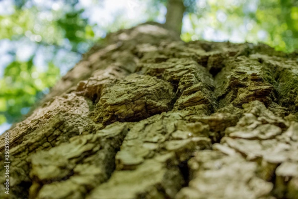 Obraz moss on tree trunk