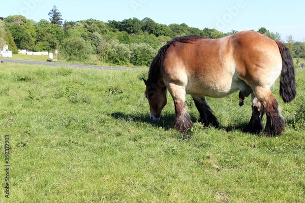 Fototapeta cheval de trait brun