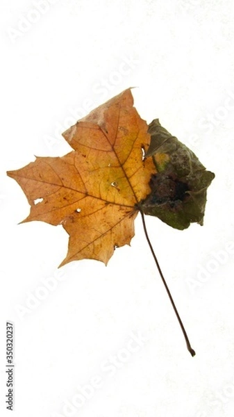 Fototapeta yellow gold and deep dark green design on this autumn leaf isolated on white 