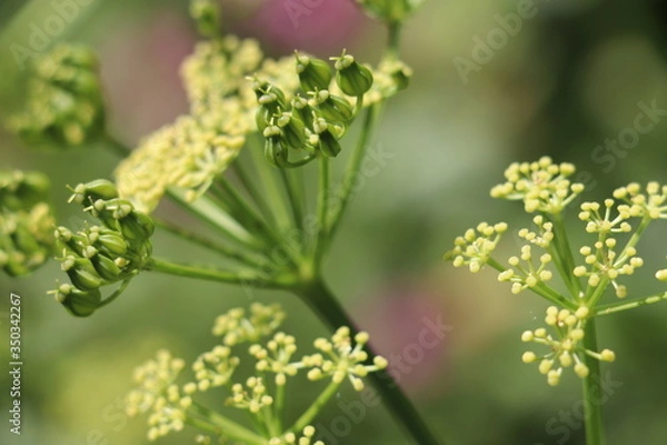 Obraz hogweed close up 