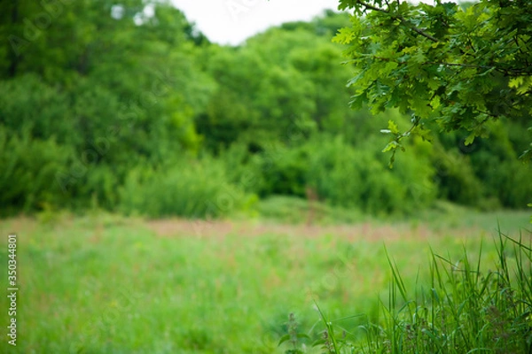 Obraz tree background