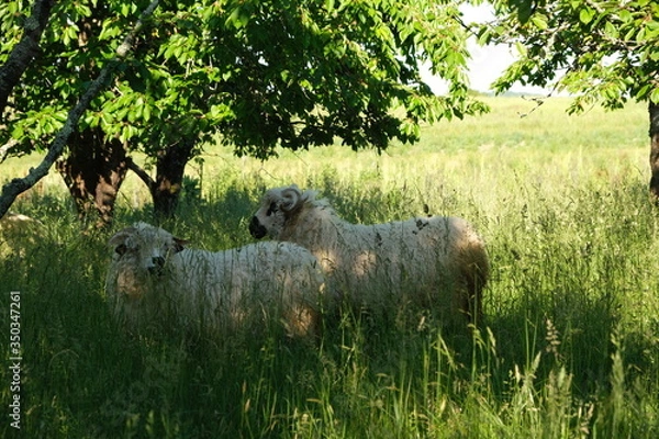 Fototapeta Mouton