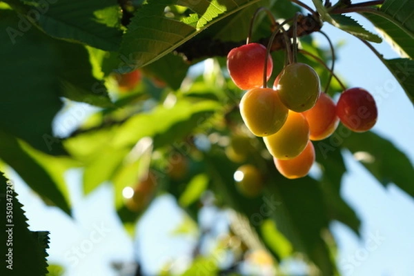 Fototapeta Cerises