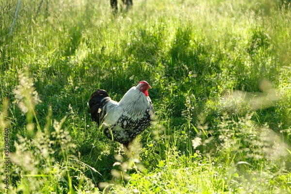 Fototapeta Poule