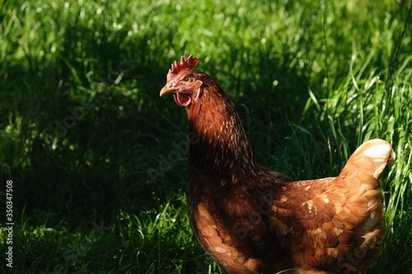 Fototapeta Poule rousse