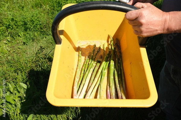 Fototapeta Asperges verte