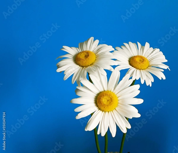 Fototapeta daisy flower growing on a light background