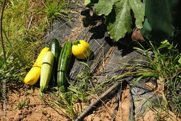 Fototapeta Courgette