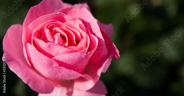 Obraz pink rose