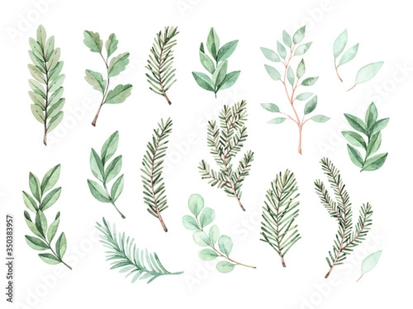 Obraz Watercolor vector illustration. Botanical frame with eucalyptus, fir branches and leaves. Greenery winter florals. Floral Design elements. Perfect for wedding invitation, card, print, poster, packing