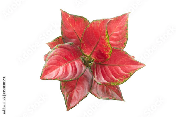 Fototapeta Colorful Aglaonema plants isolated on white background. Common name: Aglaonema Scientific name: Aglaonema sp. Family: Araceae.